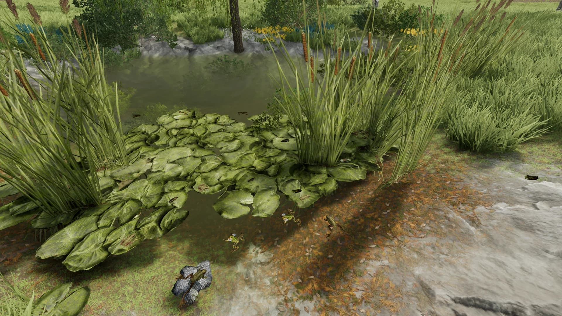 FROGS FOR POND