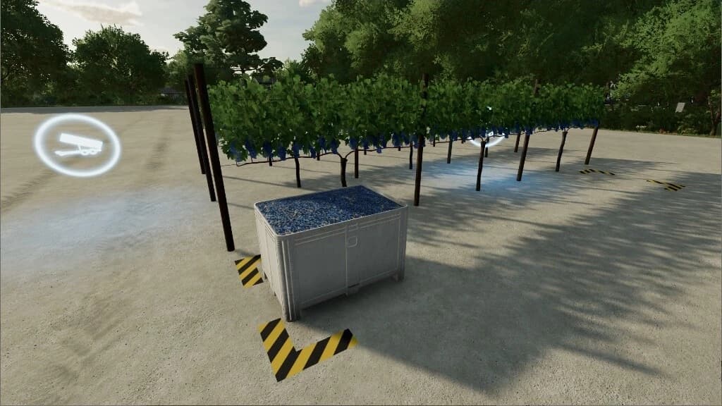 GRAPE ORCHARD