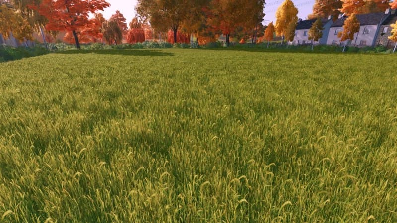 GRASS TEXTURE