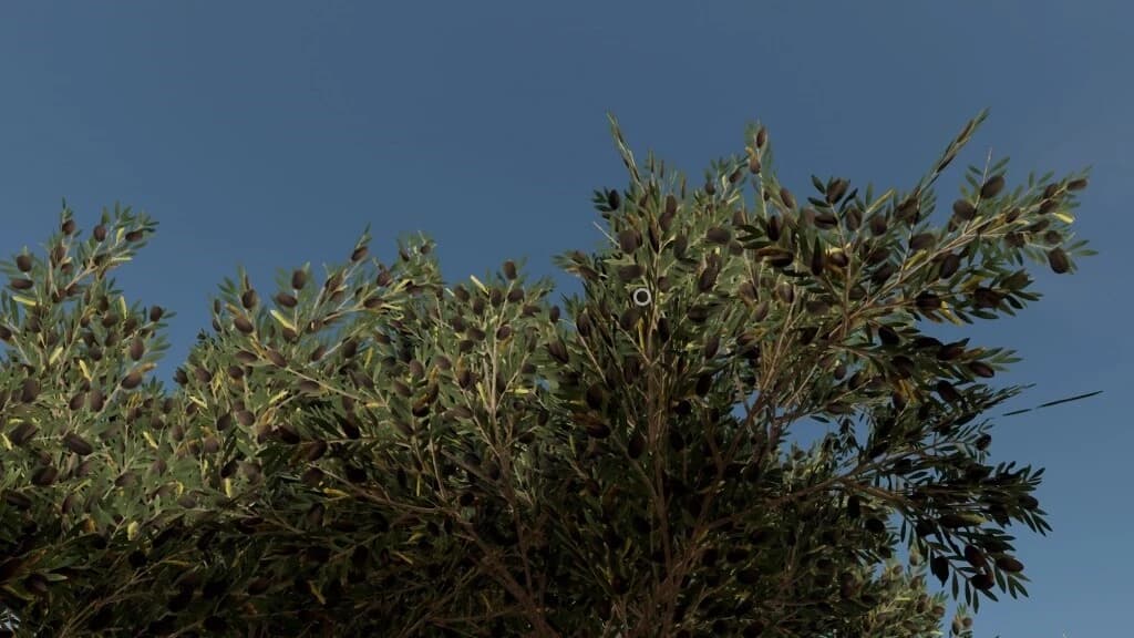 OLIVE TREE