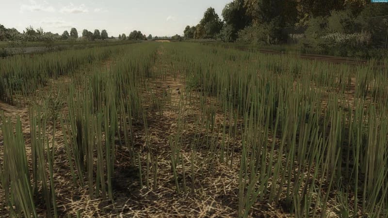 RAPESEED TEXTURE