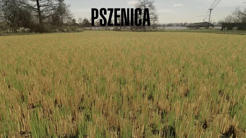 STUBBLE TEXTURE (WHEAT/BARLEY)