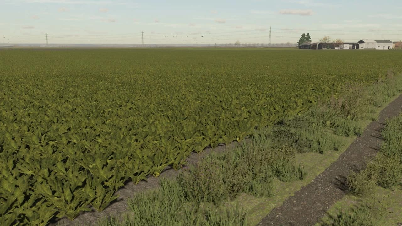 SUGAR BEET TEXTURES