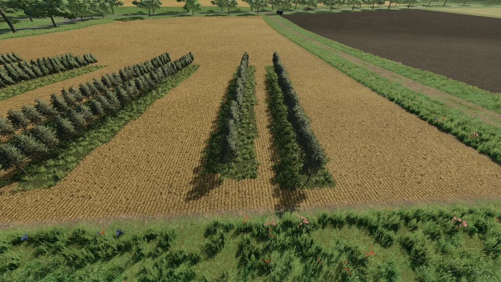 VARIABLE OLIVEVINE WIDTHS
