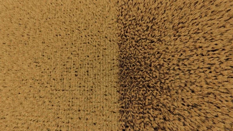 VISIBLE MANURE TEXTURE ON STUBBLE