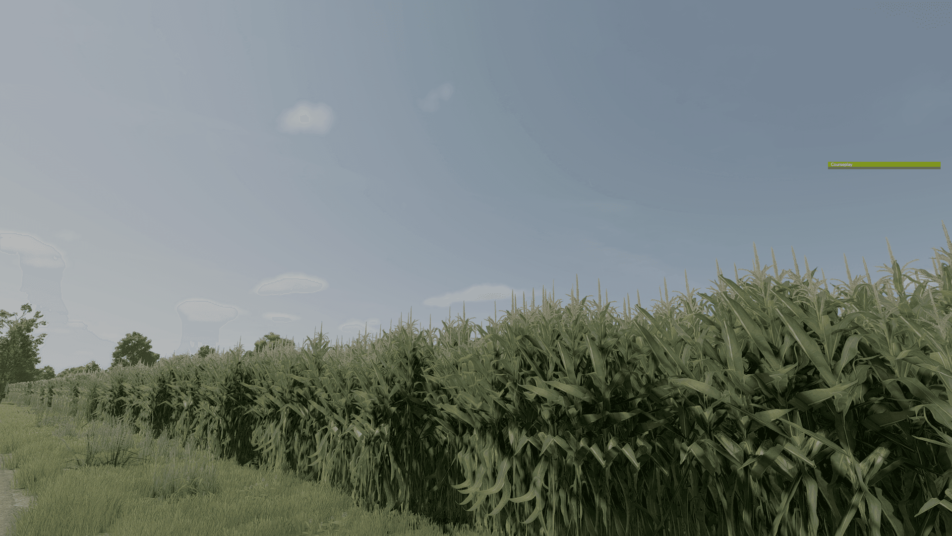 Improved Corn Plants Three