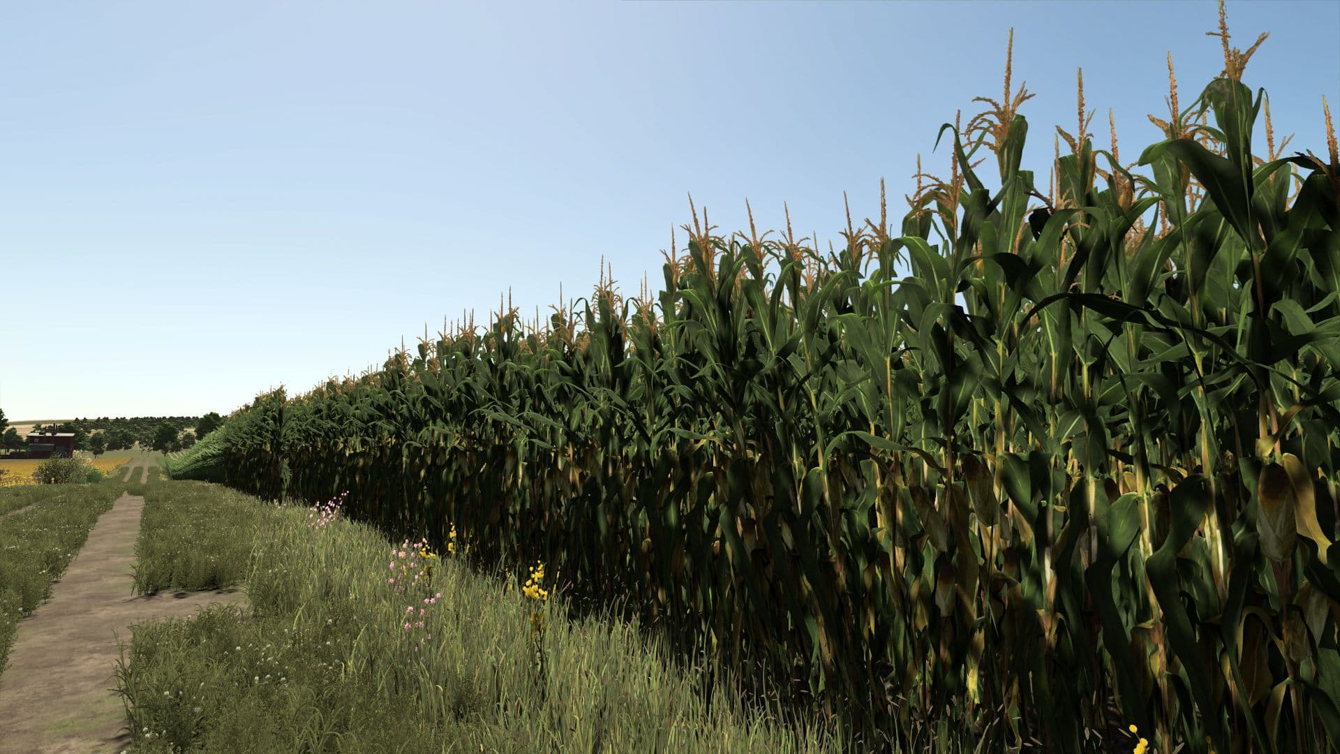 Improved corn plants