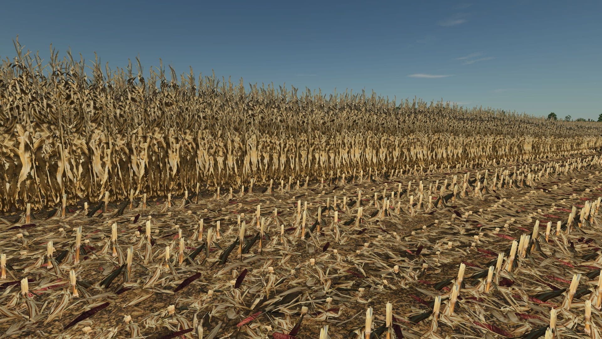 Realistic dry corn texture