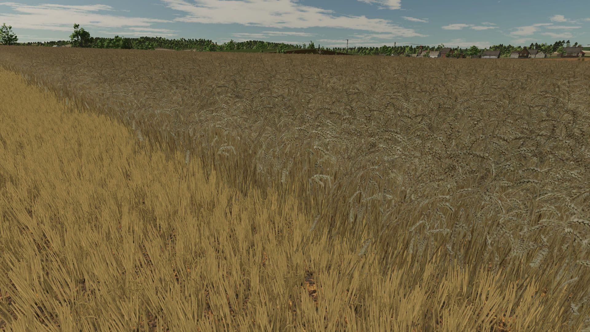 Realistic texture of ripe wheat